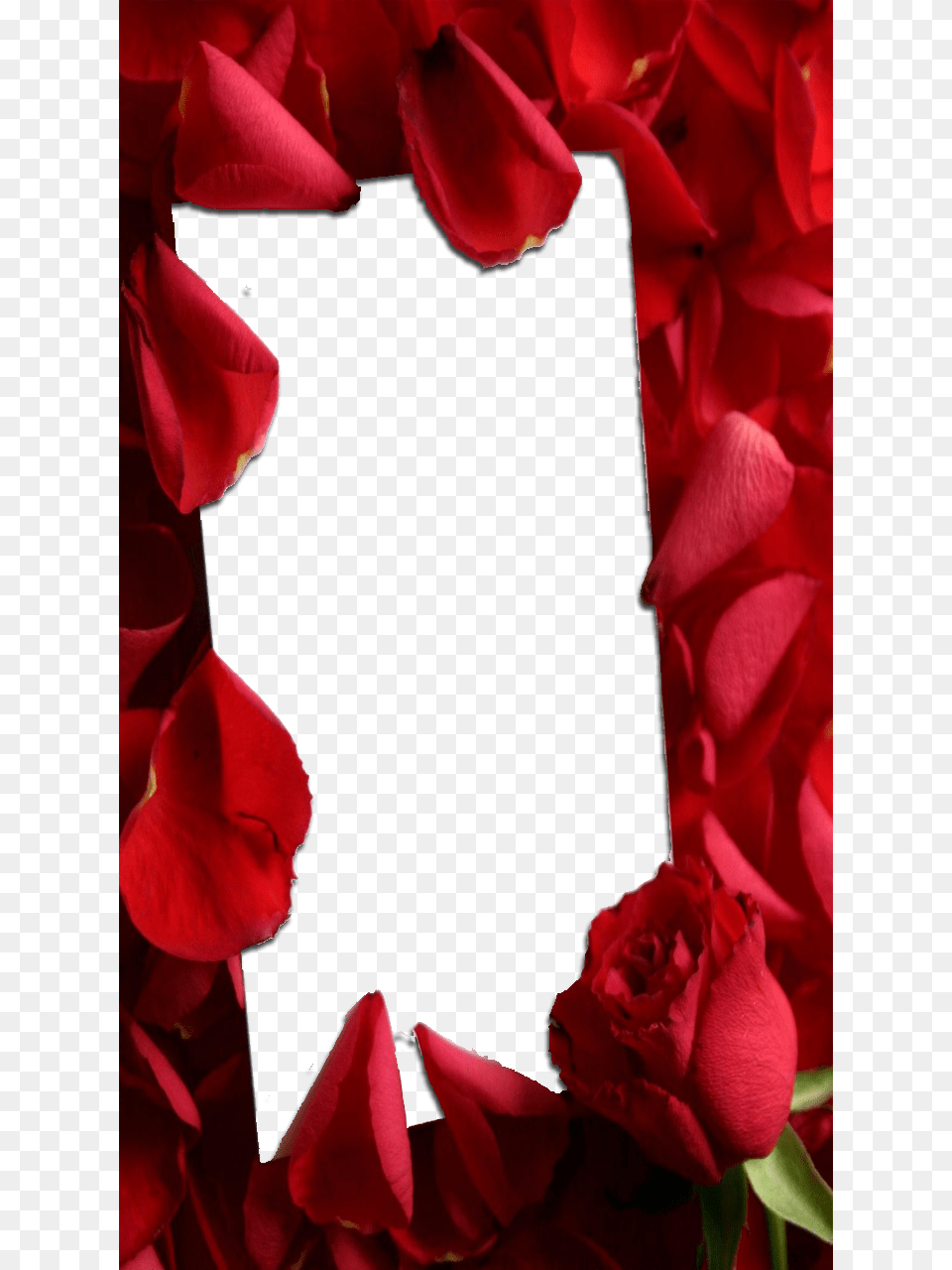 Love Frame With Red Roses Red Roses Frames, Flower, Petal, Plant, Rose Png