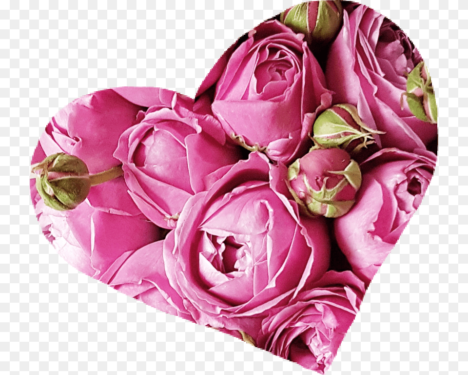 Love Heart Roses Peonies Spring Flower Pink Garden Roses, Flower Arrangement, Flower Bouquet, Petal, Plant Png