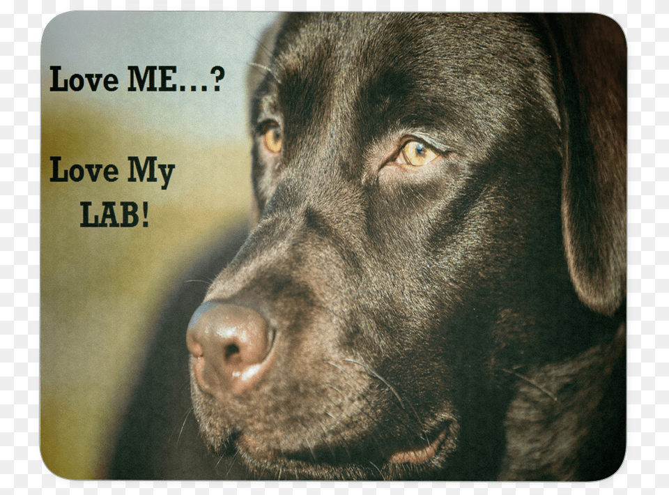 Love My Chocolate Lab Best Mousepad For Labrador Lovers Dog, Animal, Canine, Labrador Retriever, Mammal Png