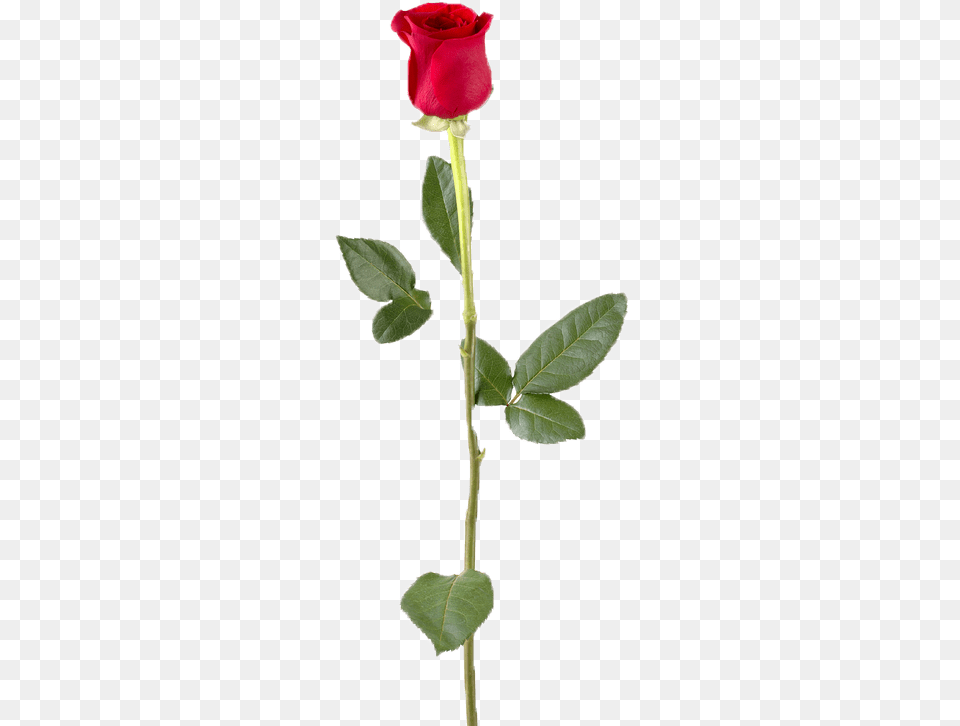 Love One Red Rose, Flower, Plant Free Png