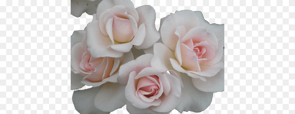 Love Pretty White Gorgeous Flower Flowers Pink Nature Pastel Love, Petal, Plant, Rose Free Png