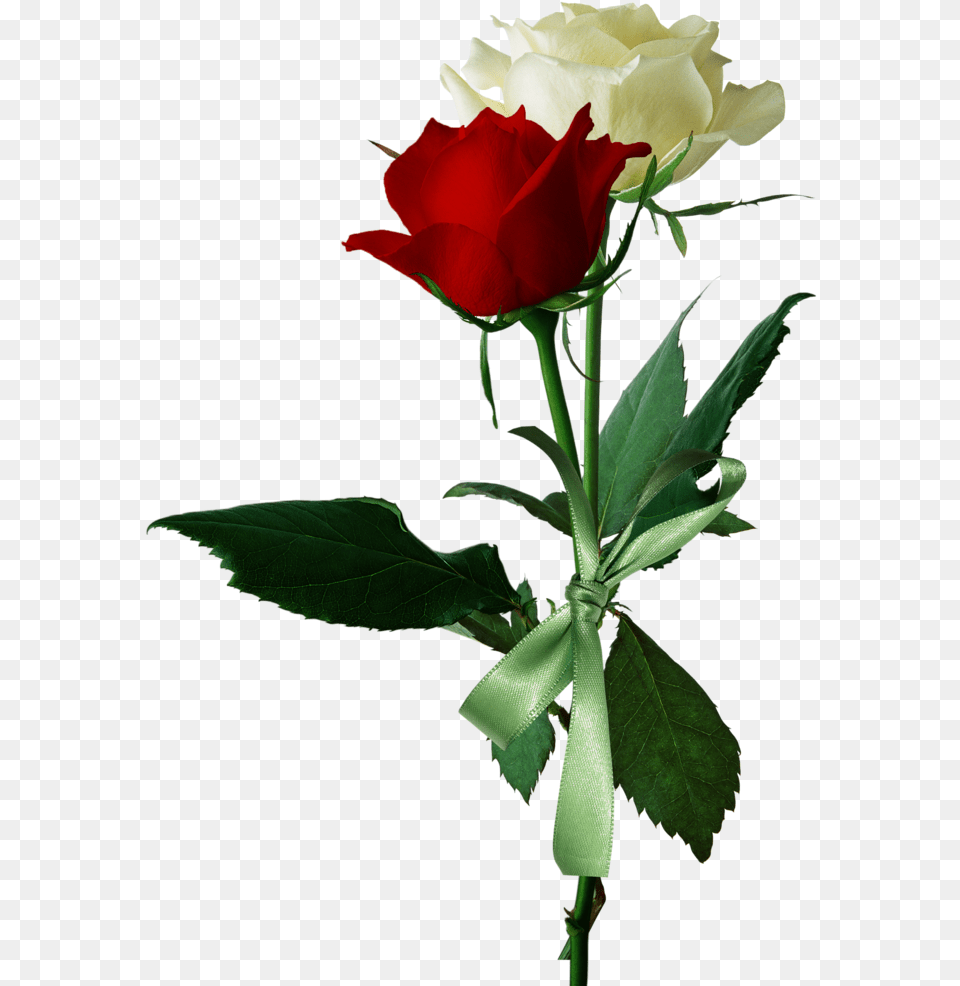 Love Red And White Roses, Flower, Plant, Rose, Flower Arrangement Png