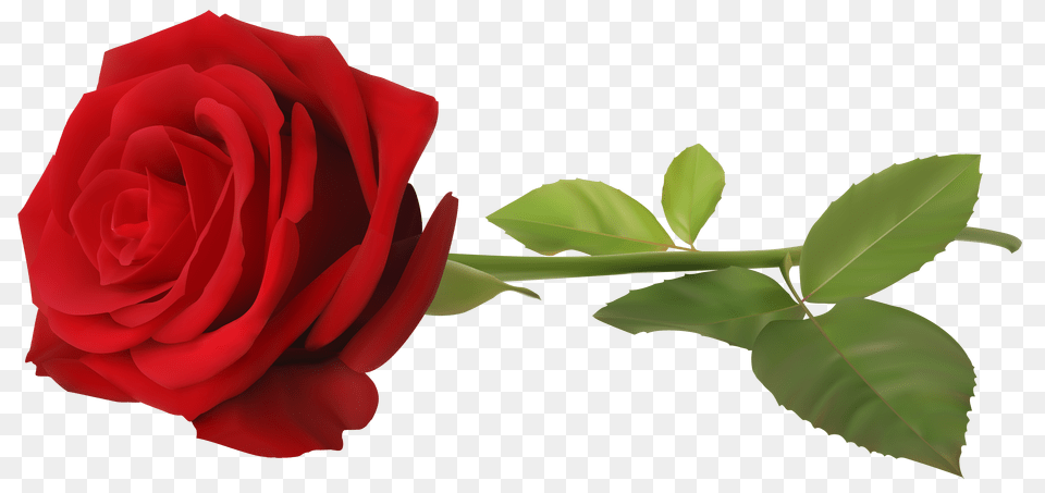 Love Red Rose Clip Art Transparent Background Red Rose, Flower, Plant Free Png