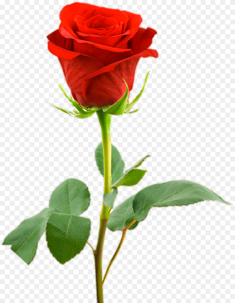 Love Red Rose Images Rose Images Full Hd, Flower, Plant Png Image