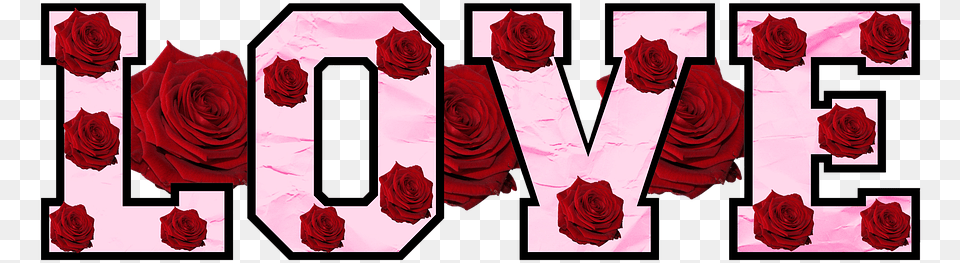 Love Roses Text Flowers Floral Petal Valentine Garden Roses, Flower, Plant, Rose Free Png Download