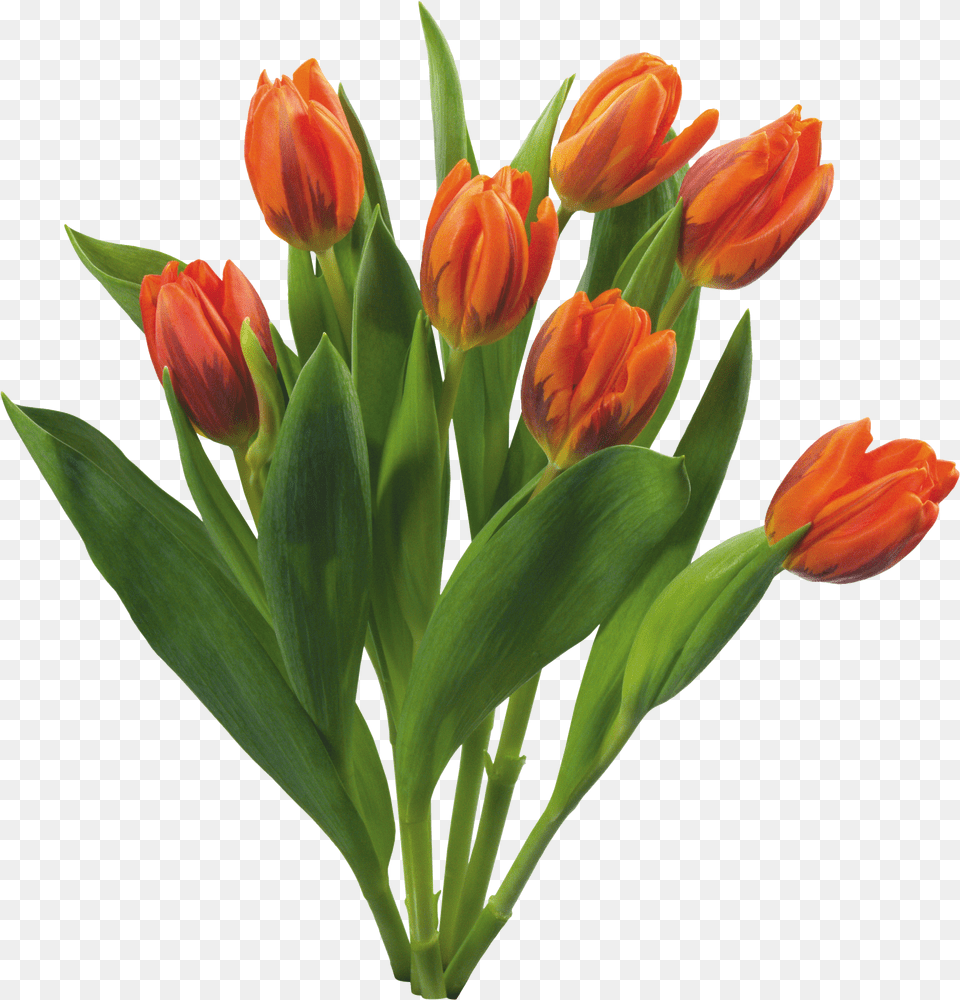 Love Tulips Beautiful Spring Flowers Png