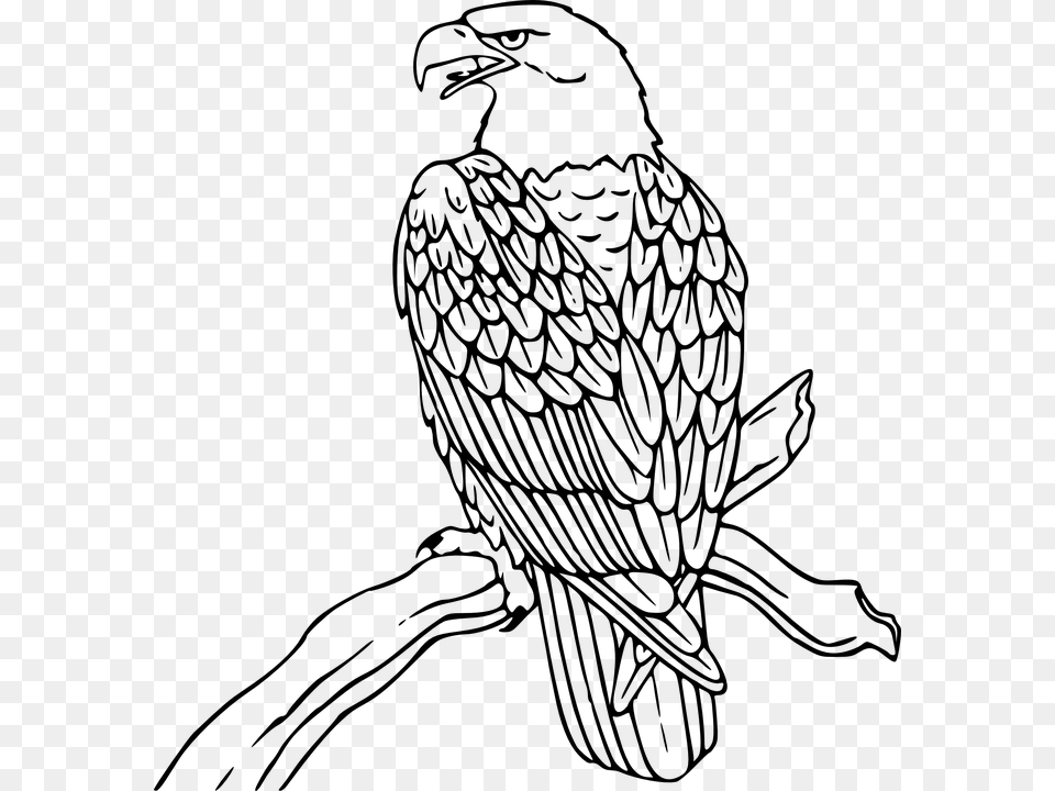 Love Wood Clipart Eagle Eagle Clip Art, Gray Png Image
