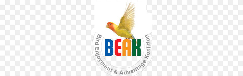 Lovebird, Animal, Bird, Parakeet, Parrot Free Transparent Png