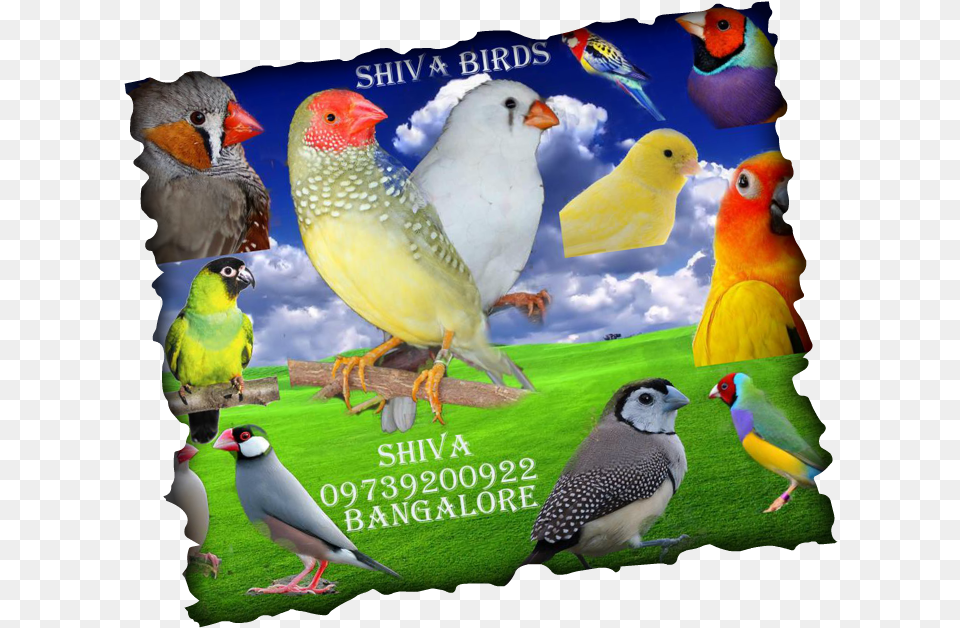 Lovebird, Animal, Beak, Bird, Finch Png