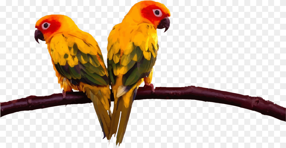 Lovebird Budgerigar Cockatoo Conure Two Parrots On Sun Conure Flying, Animal, Bird, Parrot, Parakeet Free Png Download