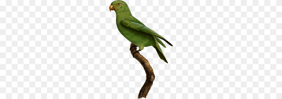 Lovebird Loriini Macaw Parakeet Fauna, Animal, Bird, Parrot, Reptile Png
