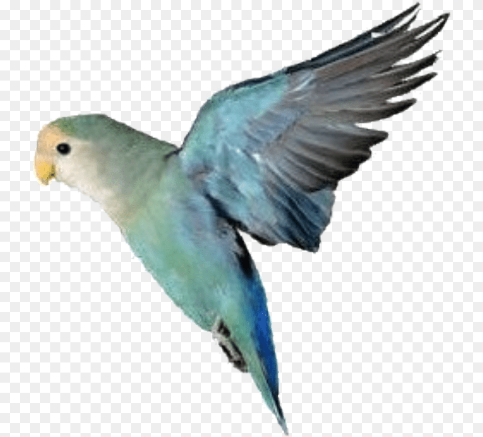 Lovebirds As Pets, Animal, Bird, Parakeet, Parrot Png