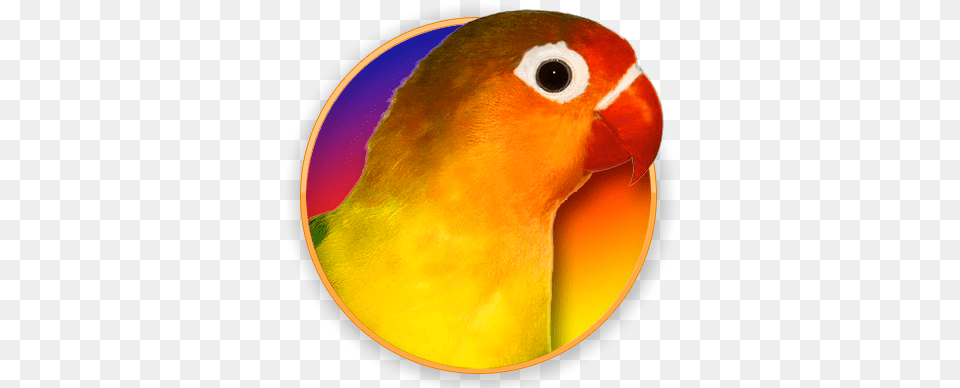 Lovebirds Lovebird, Animal, Bird, Parakeet, Parrot Png Image