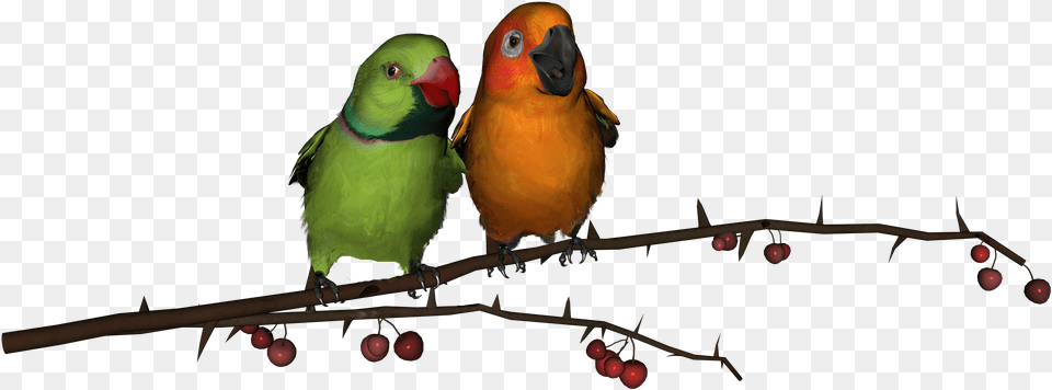 Lovebirds Images Only Love Birds Hd, Animal, Beak, Bird, Parakeet Free Transparent Png