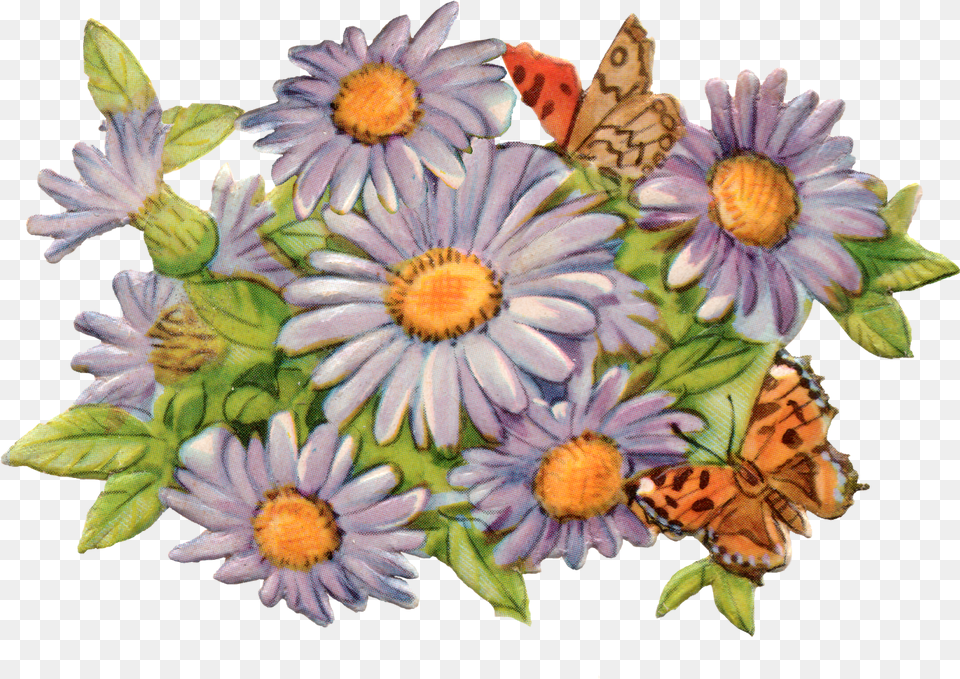 Lovely Lavender Flowersmaybe Daisies Portable Network Graphics, Daisy, Flower, Plant, Petal Free Png Download