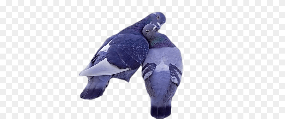 Lovely Pigeons, Animal, Bird, Pigeon, Dove Free Transparent Png