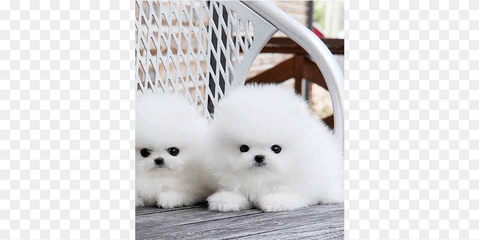Loving And Playful Pomeranian Puppies 260 0281 Puppy Dogs In Pakistan, Animal, Canine, Dog, Mammal Png Image
