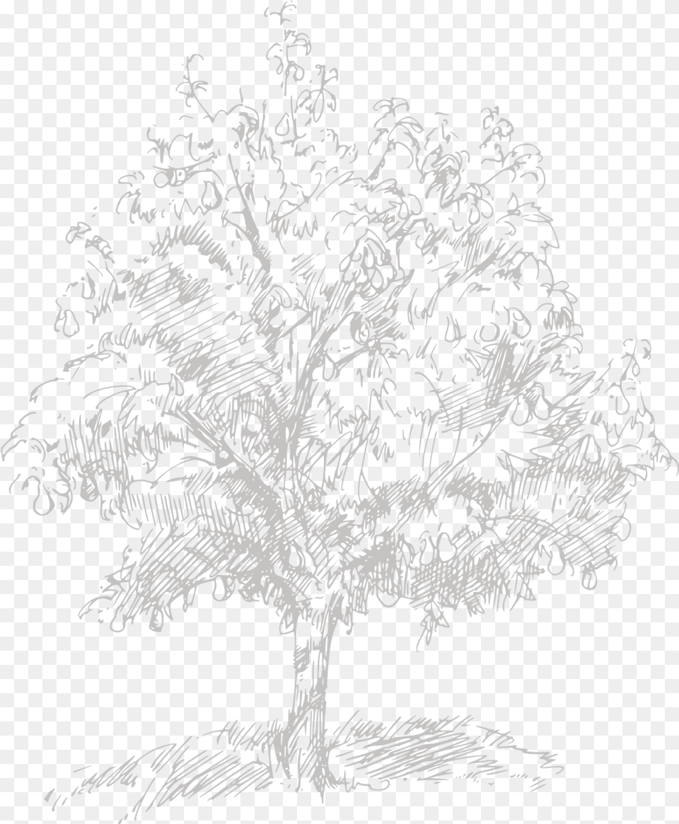 Loving Belgian Horticulture Pond Pine, Art, Doodle, Drawing Png Image