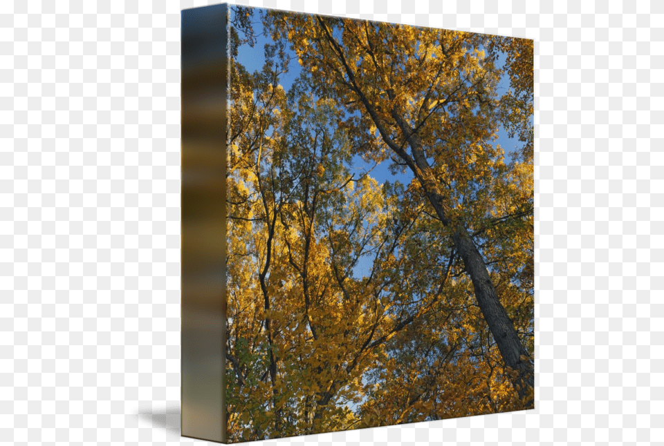 Low Angle View Of Autumn Color Tree Birch, Leaf, Plant, Tree Trunk, Maple Png Image