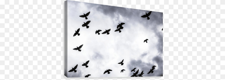 Low Angle View Of Silhouetted Flock Of Birds Flying Flock Of Birds Against Clouds Canvas, Animal, Bird Free Png