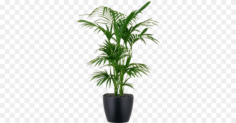 Low Light Interior Palm Plant Kentia Kentia Palm White Pot, Leaf, Palm Tree, Potted Plant, Tree Png