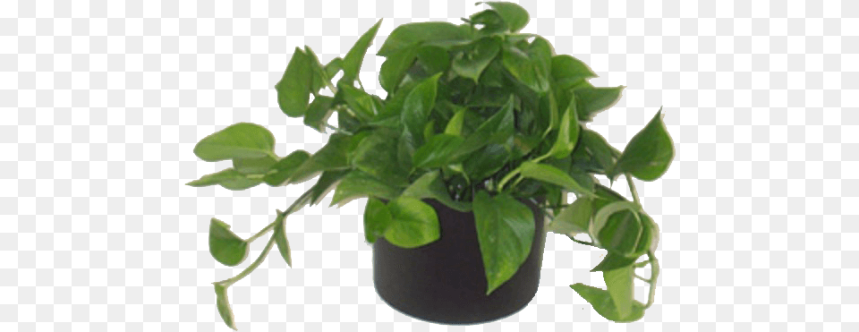 Low Light Plants House Plants, Leaf, Plant, Potted Plant, Vine Png Image