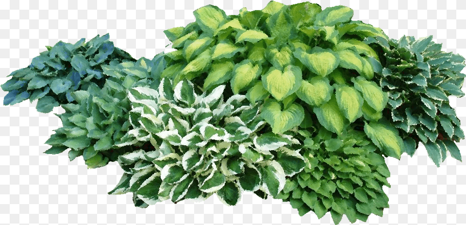 Low Maintenance Garden Plants, Herbal, Herbs, Potted Plant, Leaf Free Transparent Png