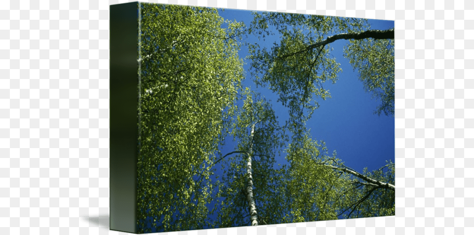 Lowangle View Of Birch Tree Canopy By Panoramic Images Birch, Plant, Vegetation, Tree Trunk, Land Png