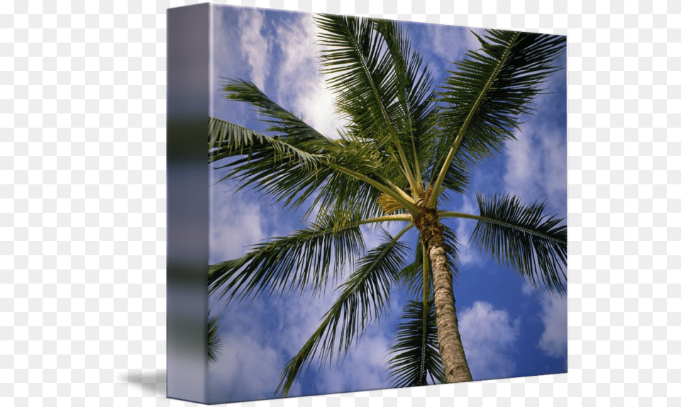 Lowangle View Of Palm Tree Fronds By Panoramic Images Fresh, Palm Tree, Plant, Summer, Outdoors Free Transparent Png