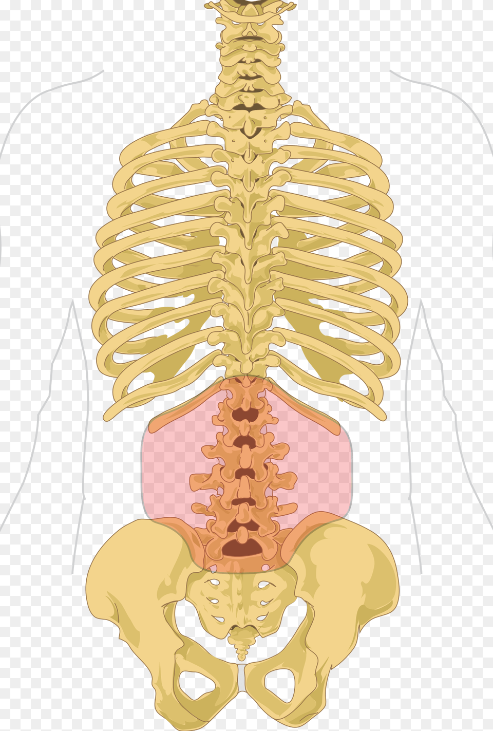 Lower Back Pain Skeleton, Baby, Person Free Png