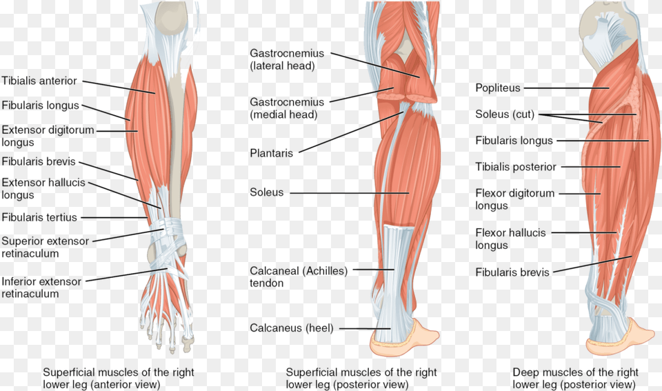 Lower Leg Muscles, Chart, Plot, Adult, Female Png Image