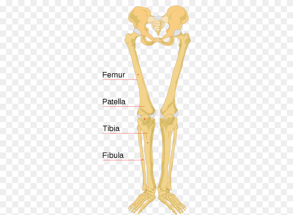 Lower Portion Of A Human Skeleton Leg Bones Labeled, Person, Head Png Image