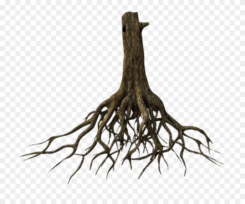Lower Tree Trunk And Roots, Plant, Root Free Png