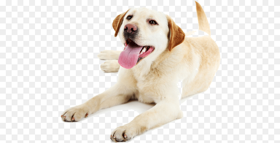 Lowercase Letter Flash Cards, Animal, Canine, Dog, Labrador Retriever Free Transparent Png