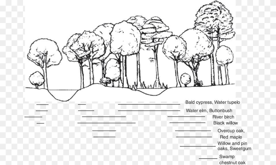 Lowland Vegetation Distributions Associated With Varying Sketch, Art, Drawing, Baby, Person Png