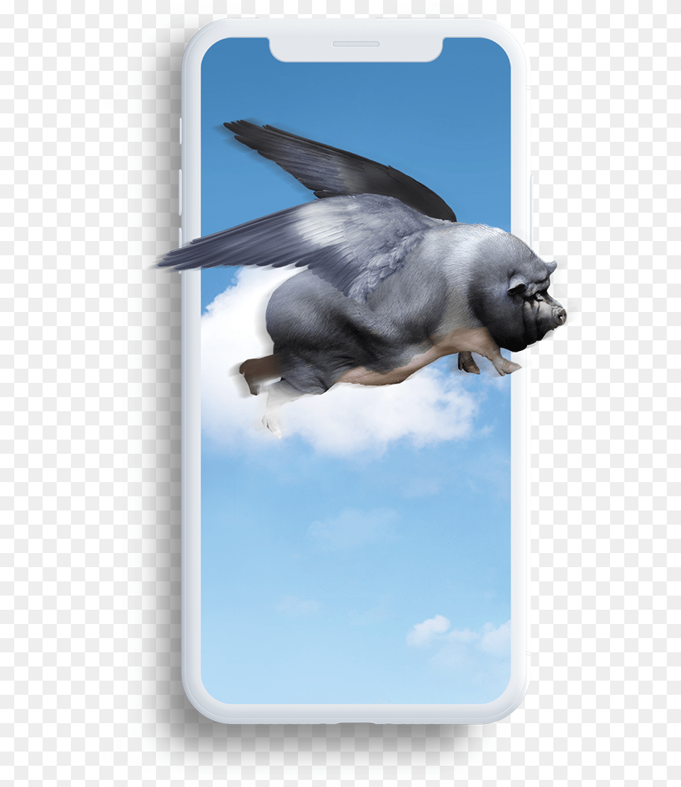 Loyaltopia When Pigs Fly, Animal, Bird, Jay Free Png