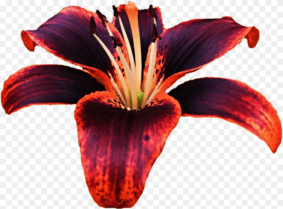 Lra Orange Lily Wallpapers V85 Lilies, Flower, Petal, Plant, Anther Png Image