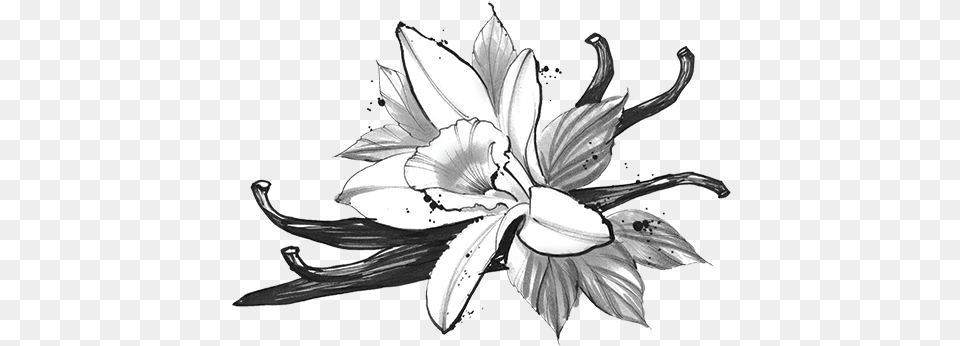Lsd Black And White Vanilla, Anther, Flower, Plant, Lily Png Image