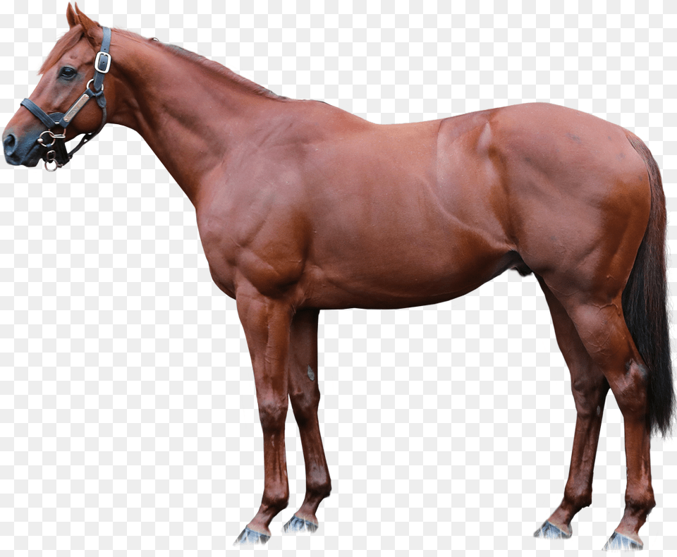 Lspear Foreground, Animal, Horse, Mammal, Stallion Free Transparent Png