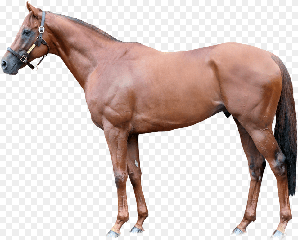 Lspear Foreground Teofilo Stallion, Animal, Horse, Mammal, Colt Horse Free Transparent Png