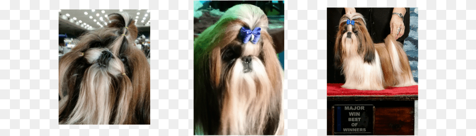 Ltagt Picture Pekingese, Animal, Canine, Dog, Pet Png