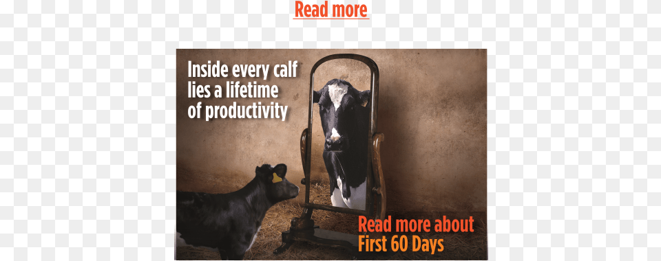 Ltltback To Dairy Cattle Products Cattle, Animal, Cow, Livestock, Mammal Free Png