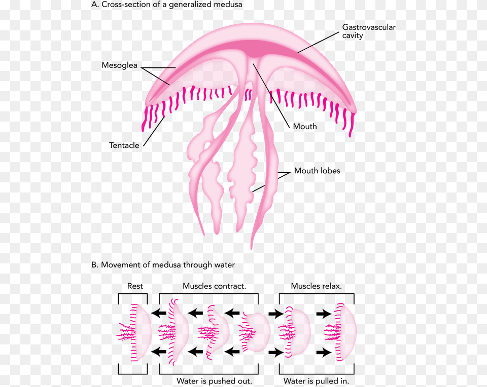 Ltpgtltstronggtfig 3 29 Ltstronggt Generalized Body Diagram, Animal, Invertebrate, Jellyfish, Sea Life Png Image