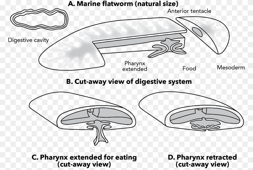 Ltpgtltstronggtfig 3 37 Ltstronggt Marine Flatworm Pharynx, Stencil, Clothing, Glove Png