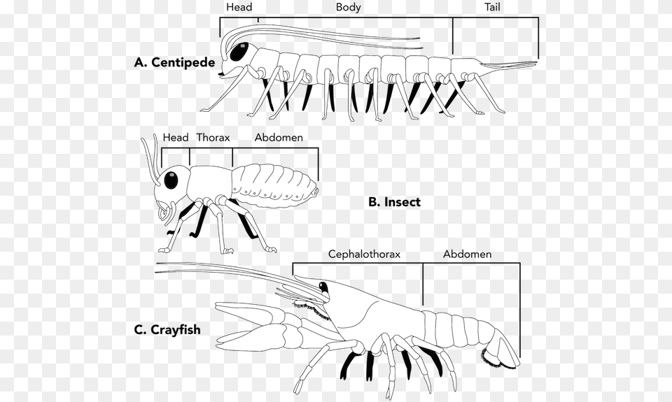 Ltpgtltstronggtfig 3 75 Ltstronggt Examples Of Diagram, Animal, Insect, Invertebrate, Food Free Transparent Png