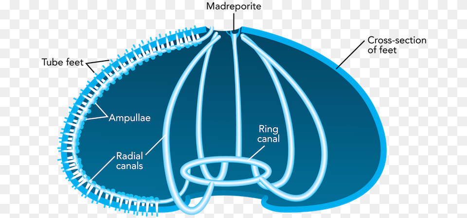 Ltpgtltstronggtfig 3 84 Ltstronggt Water Vascular Sistema Circulatorio De Un Erizo De Mar Free Png