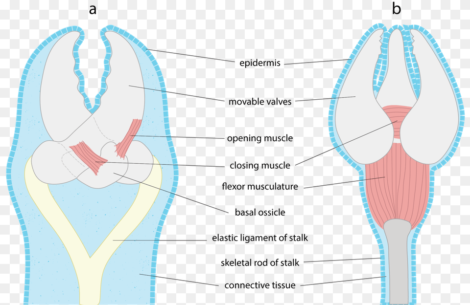 Ltpgtltstronggtfig 3 88 Ltstronggt Generalized Diagram Illustration, Ct Scan Png Image