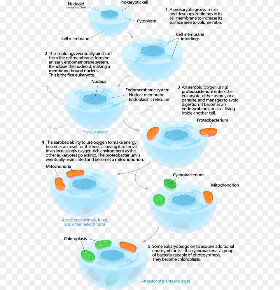 Ltpgtltstronggtsf Fig 2 4 Ltstronggt The Endosymbiotic Theory Diagram, Tub, Bathing, Bathtub, Person Free Transparent Png