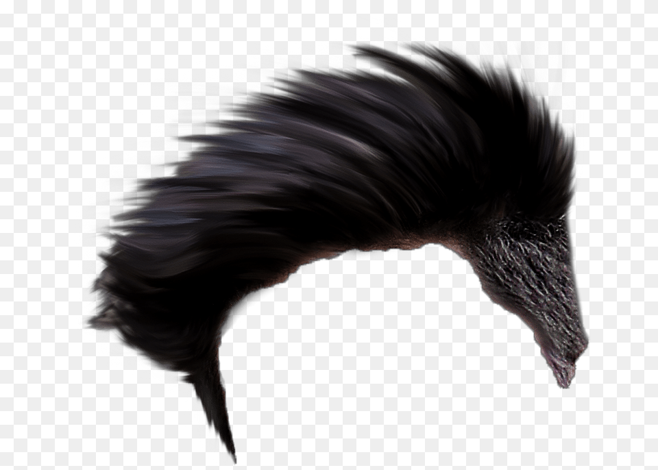 Ltyoastmark Best Hair Style, Nature, Night, Outdoors, Animal Free Png