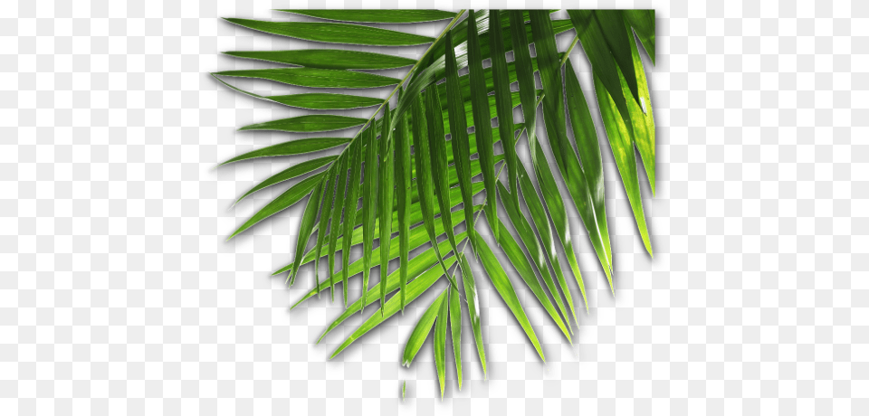 Luau 7 Roystonea, Leaf, Palm Tree, Plant, Tree Png Image